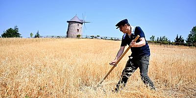 ALTINKÖY’DE HASAT ZAMANI