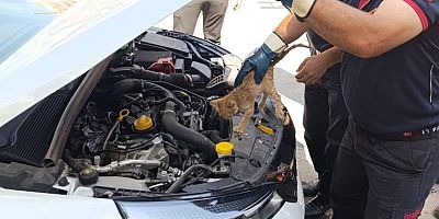 Arabanın motoruna sıkışan yavru kediye itfaiye yetişti
