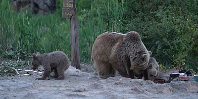 Ayılar belgeselcilerin kampını bastı: O anlar saniye saniye kaydedildi