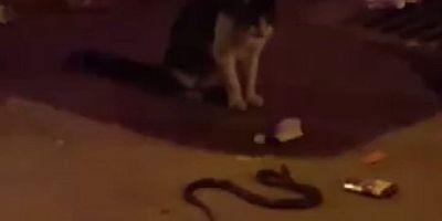 Kediyle yılanın amansız savaşı kamerada!