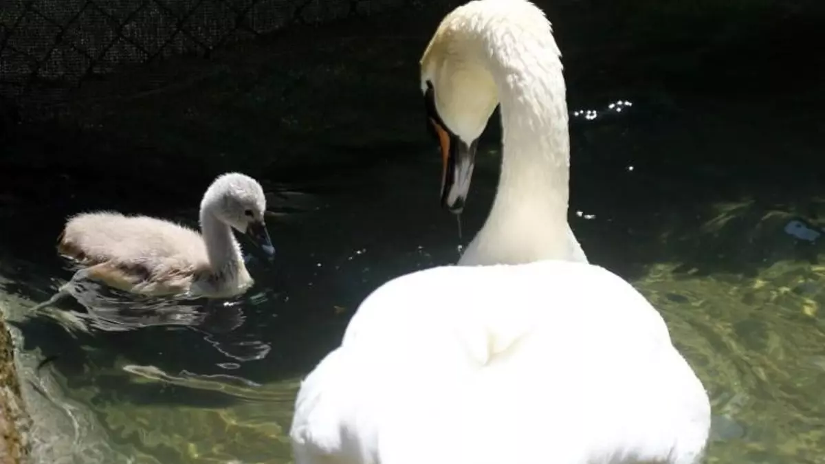 Kuğulu Park’ta 15 yıl sonra ilk kez beyaz kuğu doğdu