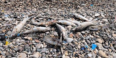 Mersin'de korkunç manzara: Neden her yıl balıklar ölüyor?